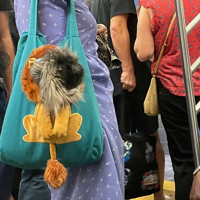 40 New Photos Of Dogs Traveling In Bags That Will Instantly Brighten Your Day (New Pics)