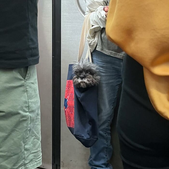 40 New Photos Of Dogs Traveling In Bags That Will Instantly Brighten Your Day (New Pics)