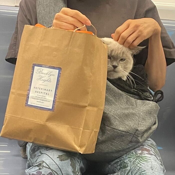 40 New Photos Of Dogs Traveling In Bags That Will Instantly Brighten Your Day (New Pics)