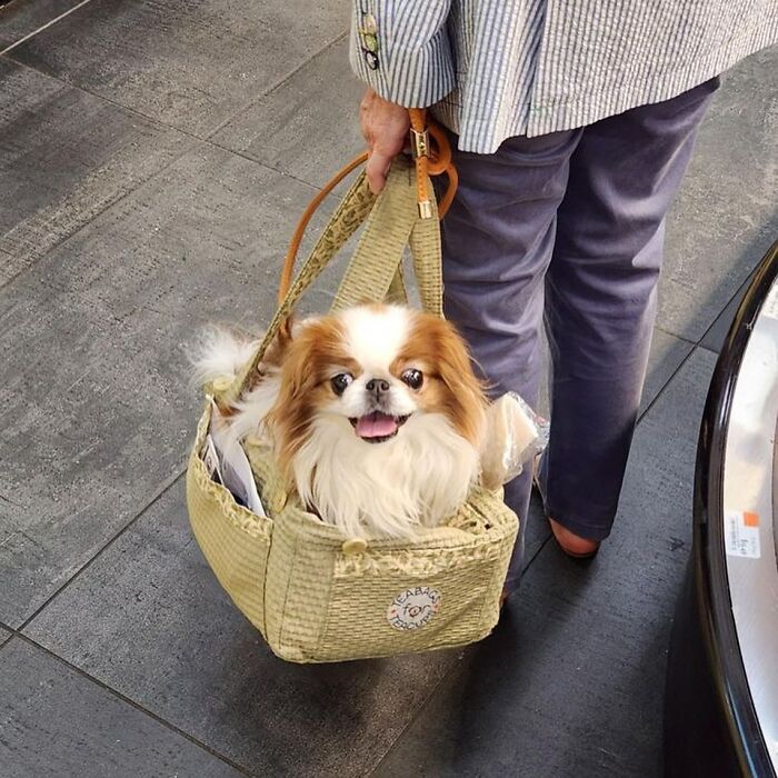 40 New Photos Of Dogs Traveling In Bags That Will Instantly Brighten Your Day (New Pics)