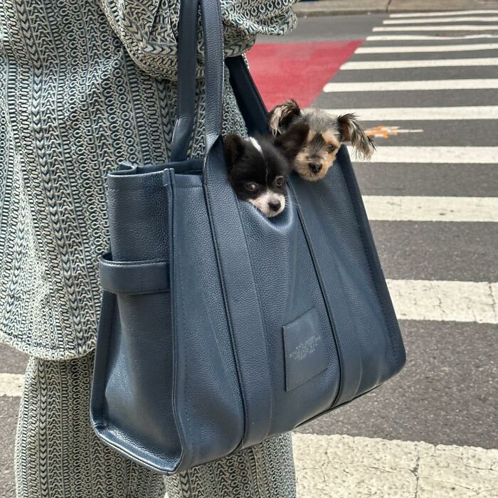 40 New Photos Of Dogs Traveling In Bags That Will Instantly Brighten Your Day (New Pics)