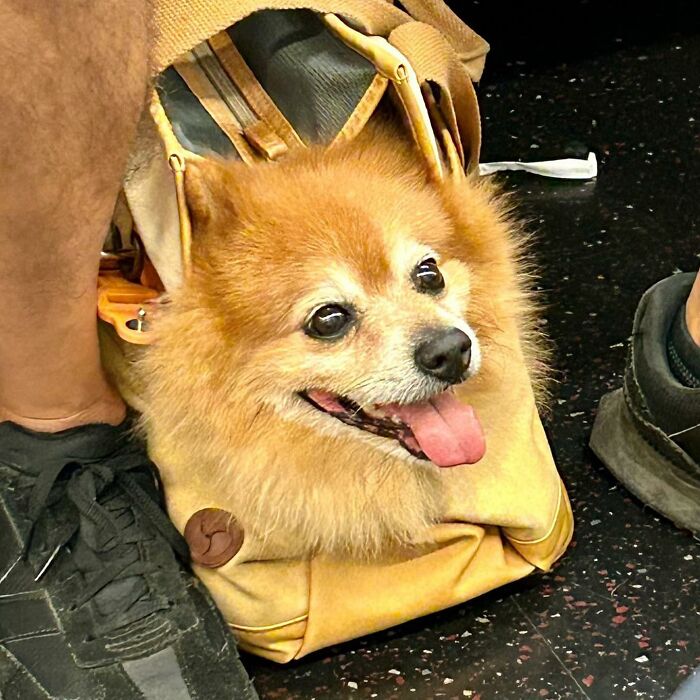 40 New Photos Of Dogs Traveling In Bags That Will Instantly Brighten Your Day (New Pics)