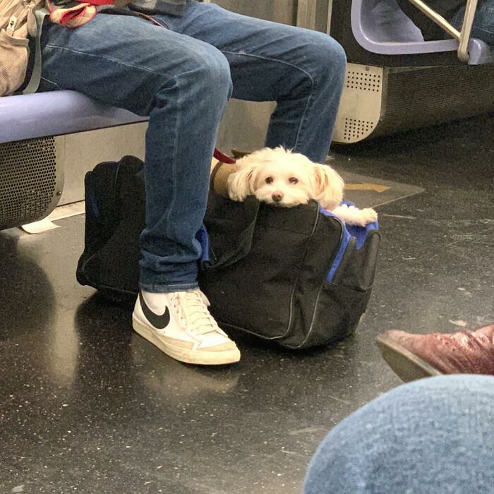 40 New Photos Of Dogs Traveling In Bags That Will Instantly Brighten Your Day (New Pics)