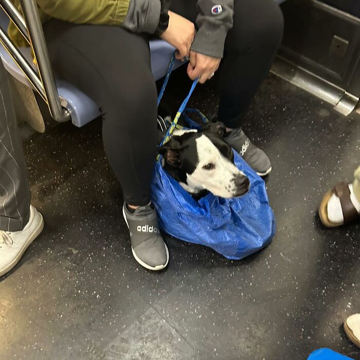 40 New Photos Of Dogs Traveling In Bags That Will Instantly Brighten Your Day (New Pics)