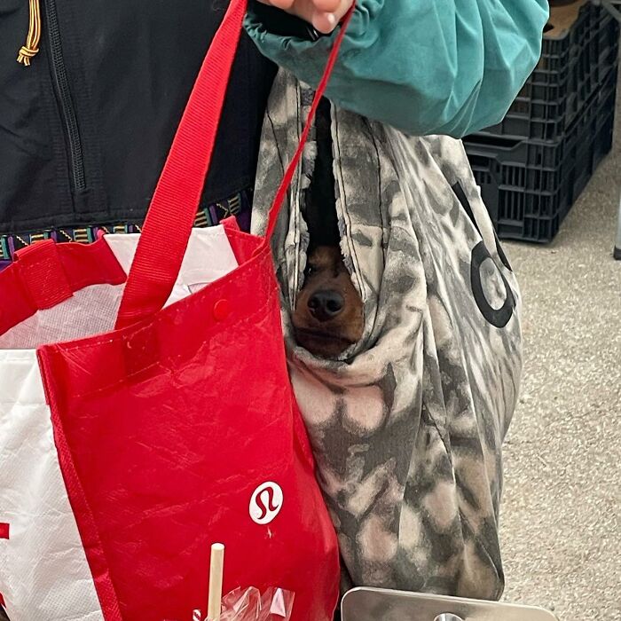 40 New Photos Of Dogs Traveling In Bags That Will Instantly Brighten Your Day (New Pics)