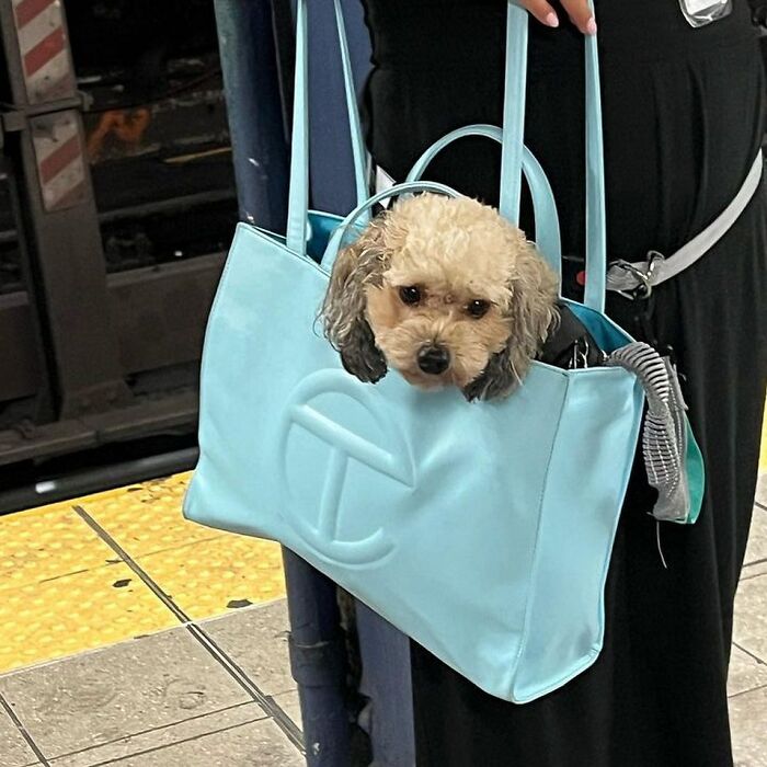 40 New Photos Of Dogs Traveling In Bags That Will Instantly Brighten Your Day (New Pics)