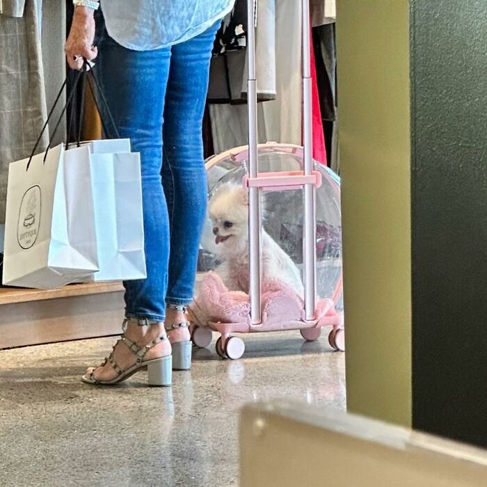 40 New Photos Of Dogs Traveling In Bags That Will Instantly Brighten Your Day (New Pics)