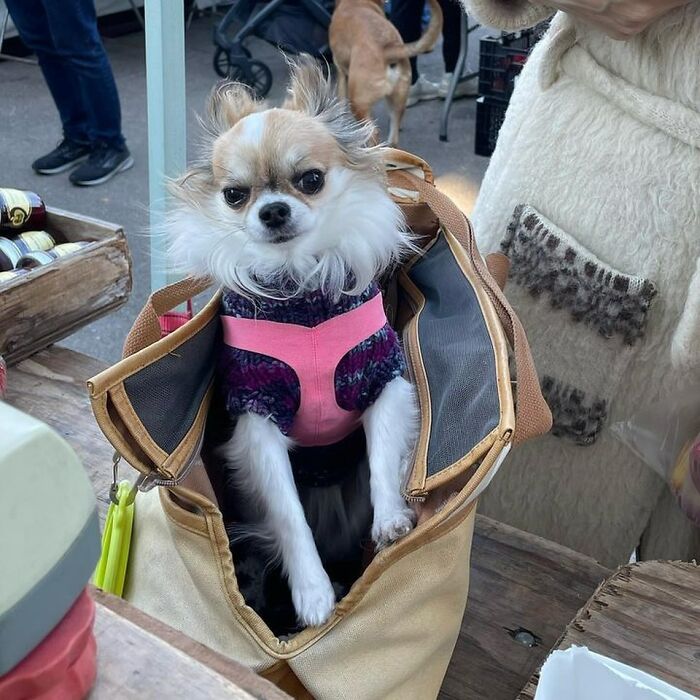 40 New Photos Of Dogs Traveling In Bags That Will Instantly Brighten Your Day (New Pics)