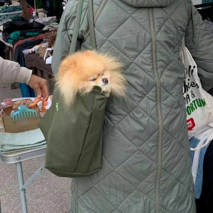 40 New Photos Of Dogs Traveling In Bags That Will Instantly Brighten Your Day (New Pics)