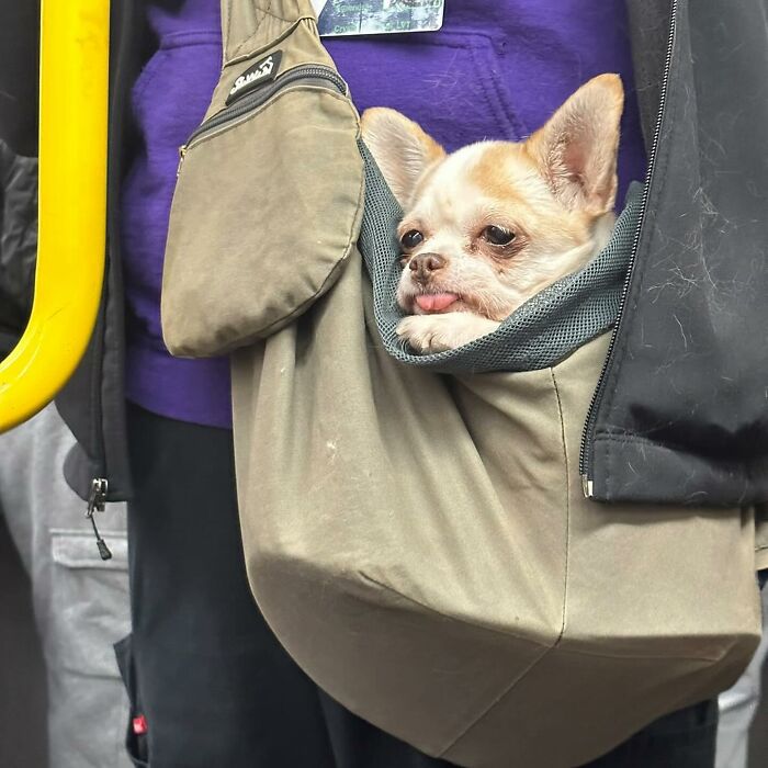 40 New Photos Of Dogs Traveling In Bags That Will Instantly Brighten Your Day (New Pics)