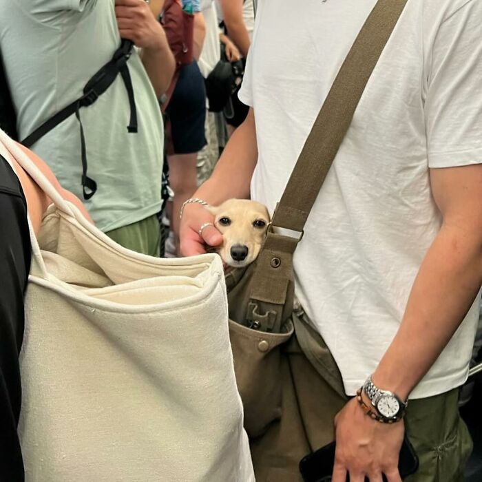 40 New Photos Of Dogs Traveling In Bags That Will Instantly Brighten Your Day (New Pics)