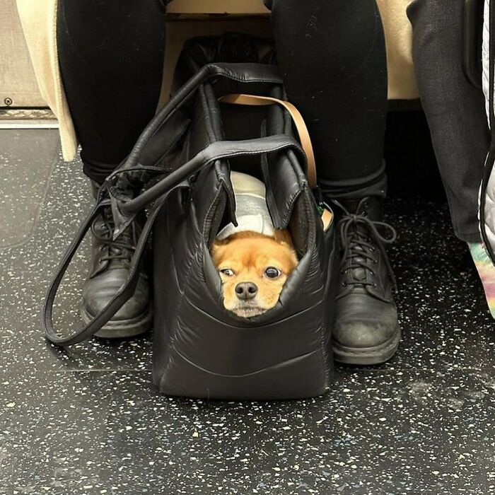 40 New Photos Of Dogs Traveling In Bags That Will Instantly Brighten Your Day (New Pics)