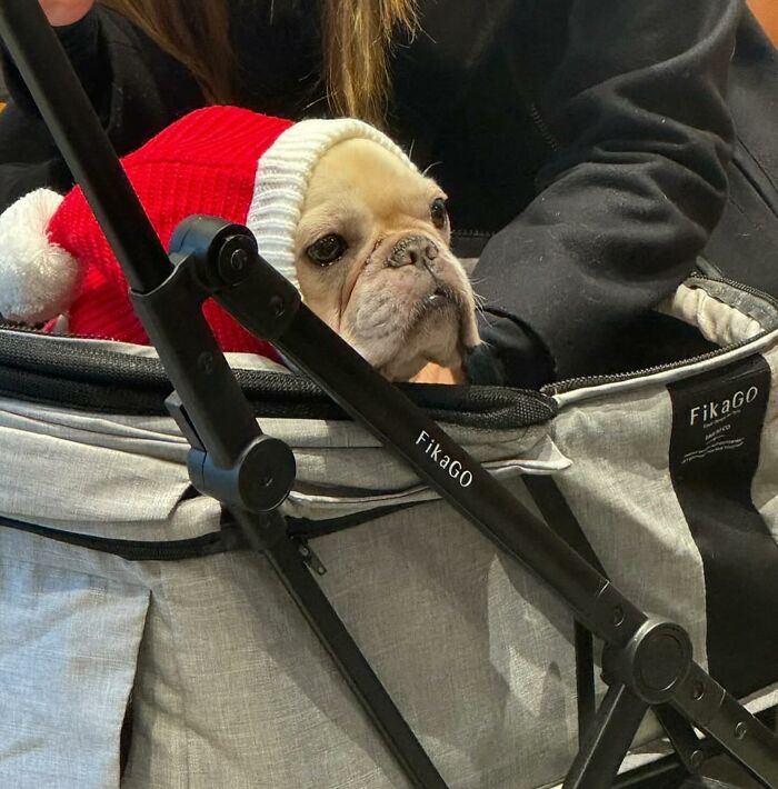 40 New Photos Of Dogs Traveling In Bags That Will Instantly Brighten Your Day (New Pics)