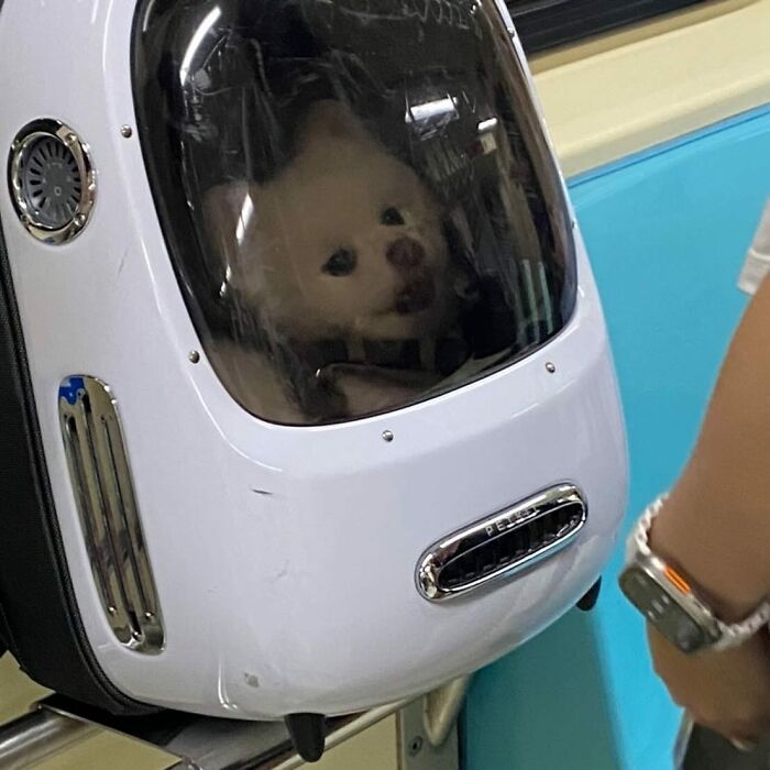 40 New Photos Of Dogs Traveling In Bags That Will Instantly Brighten Your Day (New Pics)