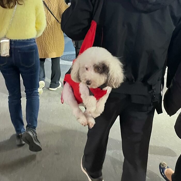 40 New Photos Of Dogs Traveling In Bags That Will Instantly Brighten Your Day (New Pics)