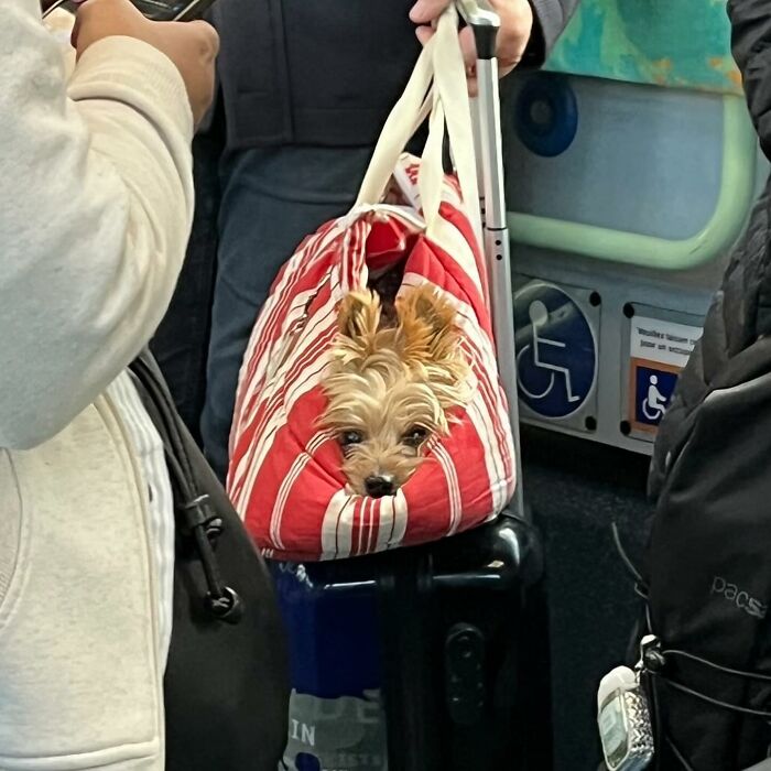 40 New Photos Of Dogs Traveling In Bags That Will Instantly Brighten Your Day (New Pics)