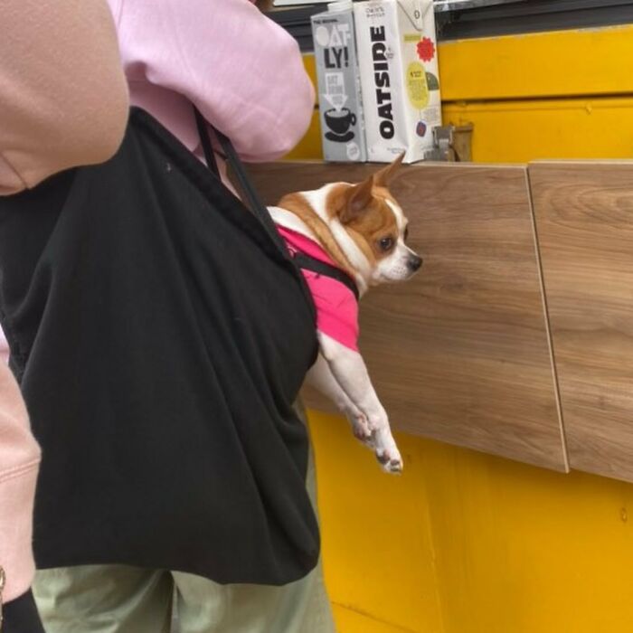 40 New Photos Of Dogs Traveling In Bags That Will Instantly Brighten Your Day (New Pics)