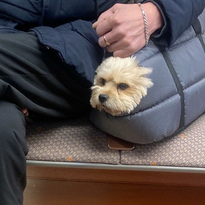 40 New Photos Of Dogs Traveling In Bags That Will Instantly Brighten Your Day (New Pics)