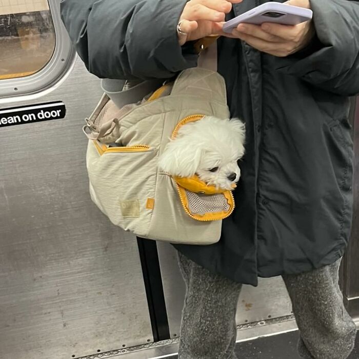 40 New Photos Of Dogs Traveling In Bags That Will Instantly Brighten Your Day (New Pics)