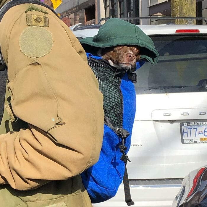 40 New Photos Of Dogs Traveling In Bags That Will Instantly Brighten Your Day (New Pics)