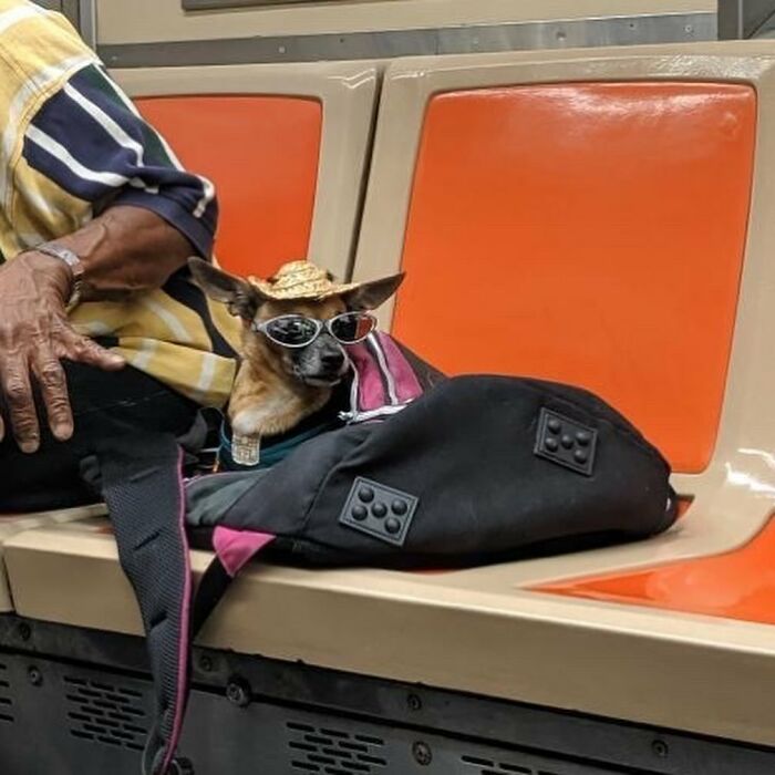 40 New Photos Of Dogs Traveling In Bags That Will Instantly Brighten Your Day (New Pics)