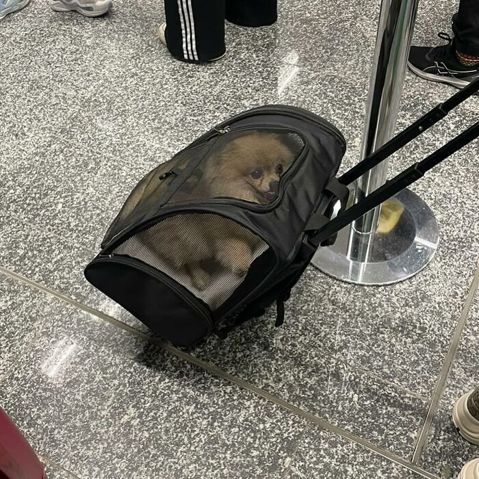 40 New Photos Of Dogs Traveling In Bags That Will Instantly Brighten Your Day (New Pics)