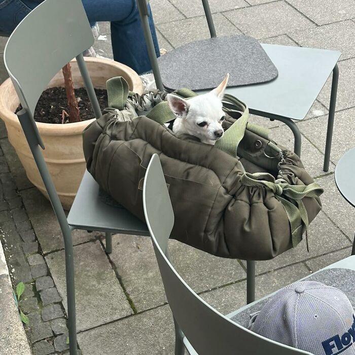 40 New Photos Of Dogs Traveling In Bags That Will Instantly Brighten Your Day (New Pics)