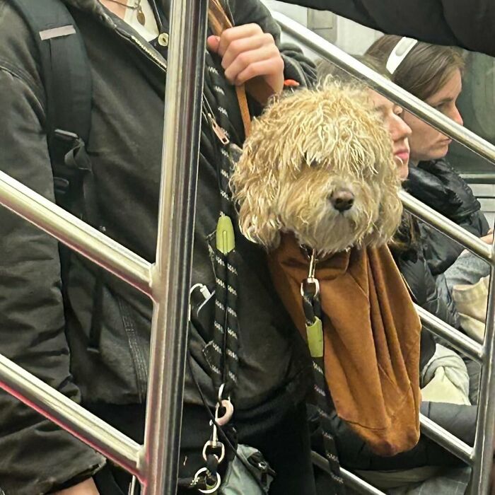 40 New Photos Of Dogs Traveling In Bags That Will Instantly Brighten Your Day (New Pics)
