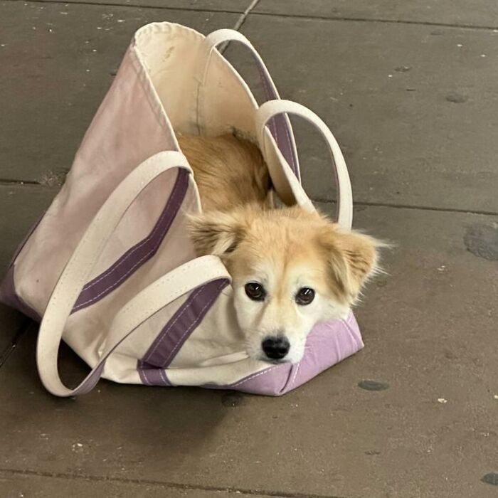 40 New Photos Of Dogs Traveling In Bags That Will Instantly Brighten Your Day (New Pics)