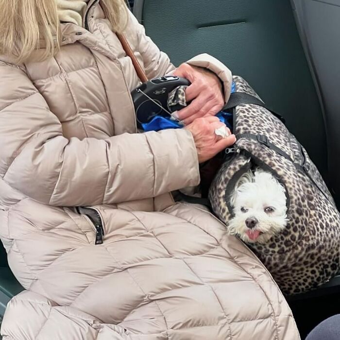 40 New Photos Of Dogs Traveling In Bags That Will Instantly Brighten Your Day (New Pics)