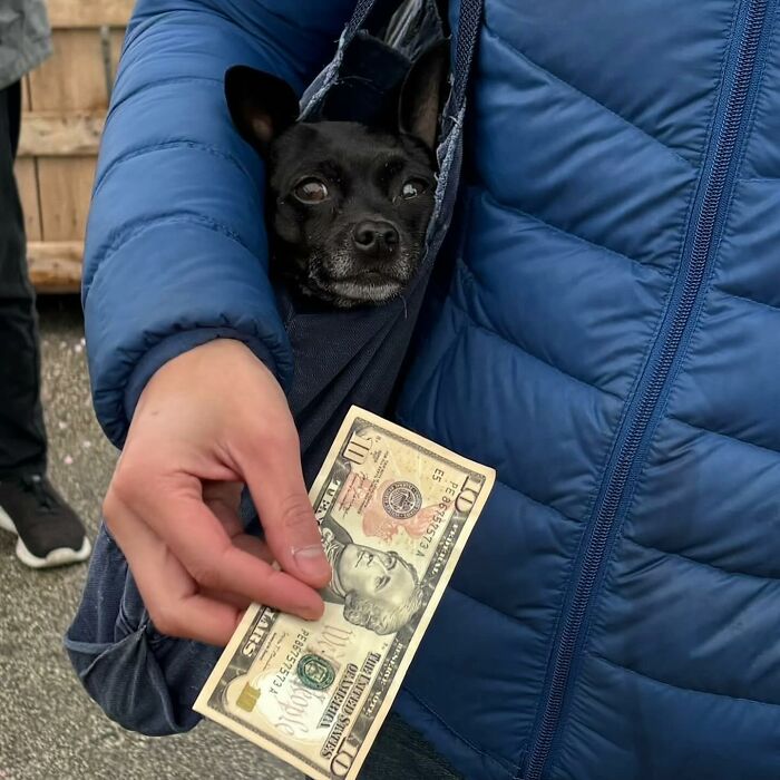 40 New Photos Of Dogs Traveling In Bags That Will Instantly Brighten Your Day (New Pics)