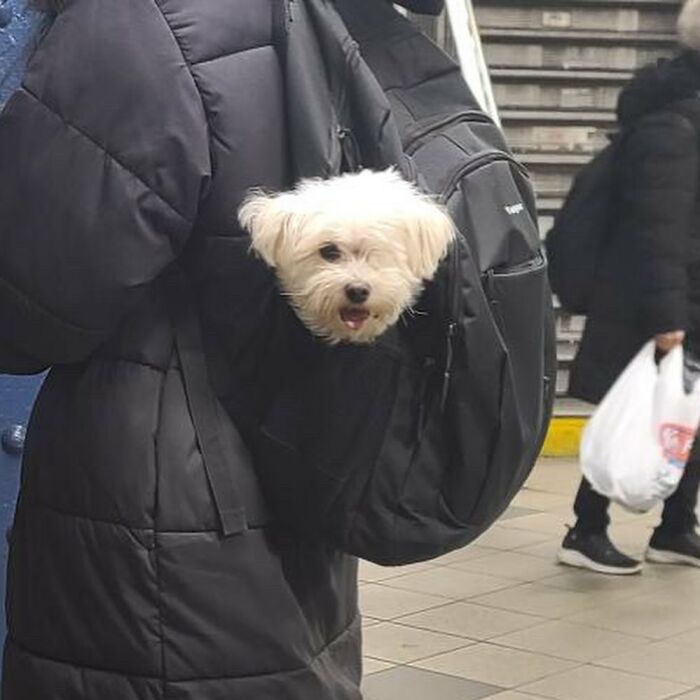 40 New Photos Of Dogs Traveling In Bags That Will Instantly Brighten Your Day (New Pics)