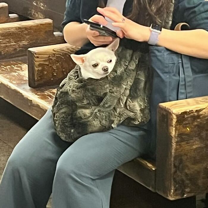 40 New Photos Of Dogs Traveling In Bags That Will Instantly Brighten Your Day (New Pics)