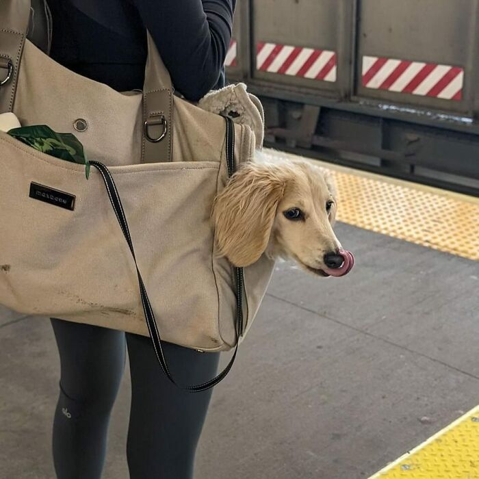 40 New Photos Of Dogs Traveling In Bags That Will Instantly Brighten Your Day (New Pics)