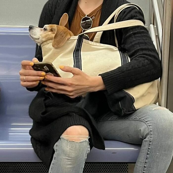 40 New Photos Of Dogs Traveling In Bags That Will Instantly Brighten Your Day (New Pics)