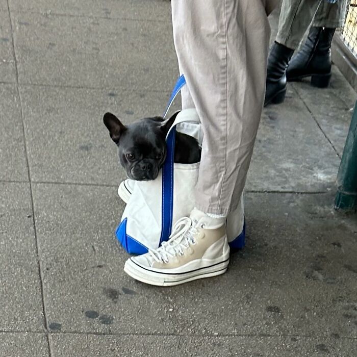 40 New Photos Of Dogs Traveling In Bags That Will Instantly Brighten Your Day (New Pics)
