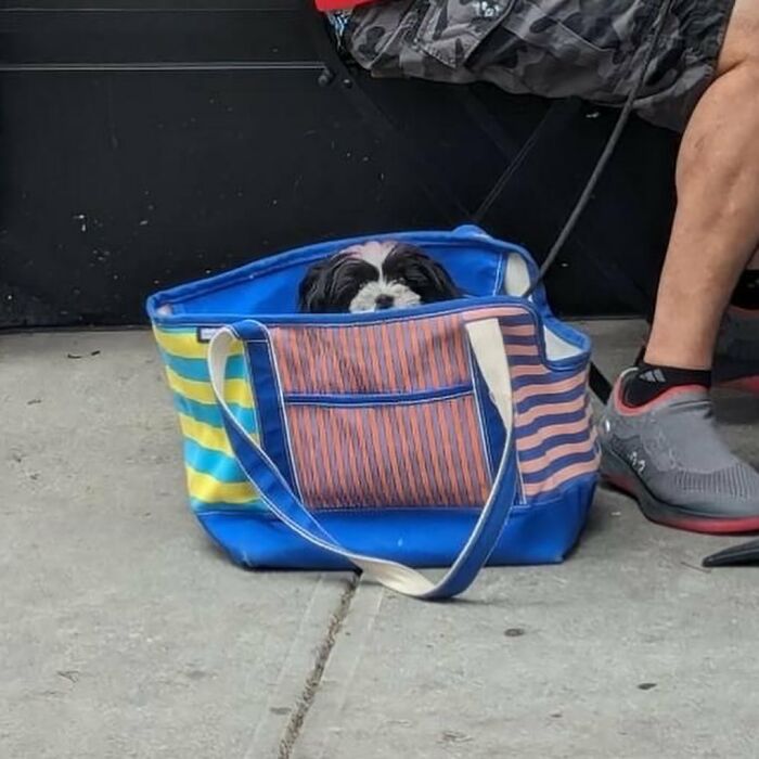 40 New Photos Of Dogs Traveling In Bags That Will Instantly Brighten Your Day (New Pics)