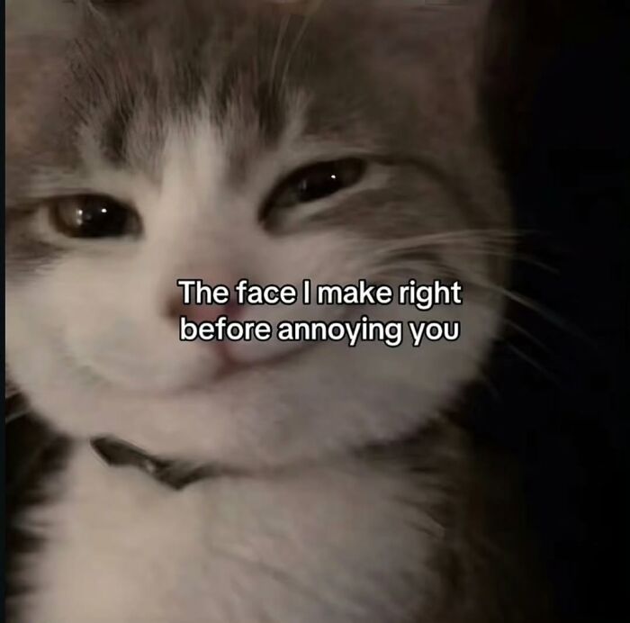 A hilarious meme of a cat with a mischievous smirk, representing the face made before annoying someone.