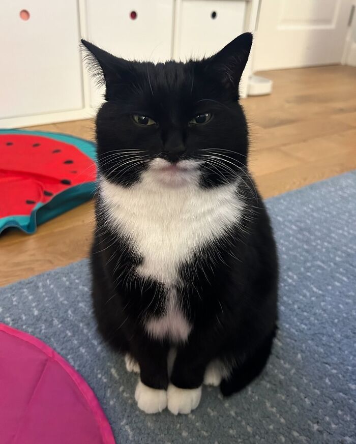 A black and white cat with a grumpy expression, sitting on a blue rug, making for a creepy image.