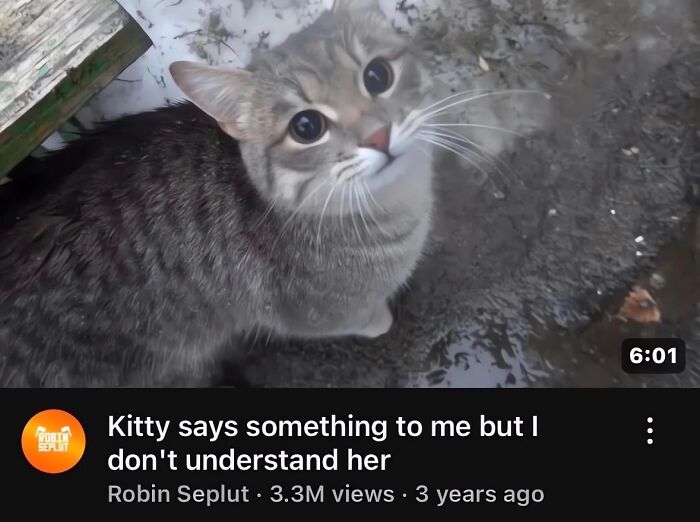 A relatable meme featuring a cat looking confused, captioned, Kitty says something to me but I don't understand her, boosting morale.