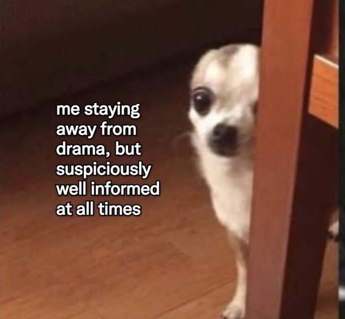 A relatable meme with a small dog peeking from behind a door, representing being well-informed about drama, boosting morale.