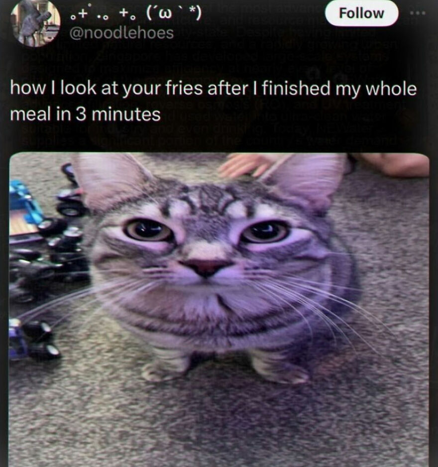 A funny unhinged screenshot of a cat staring intently, representing how one looks at fries after finishing a meal.