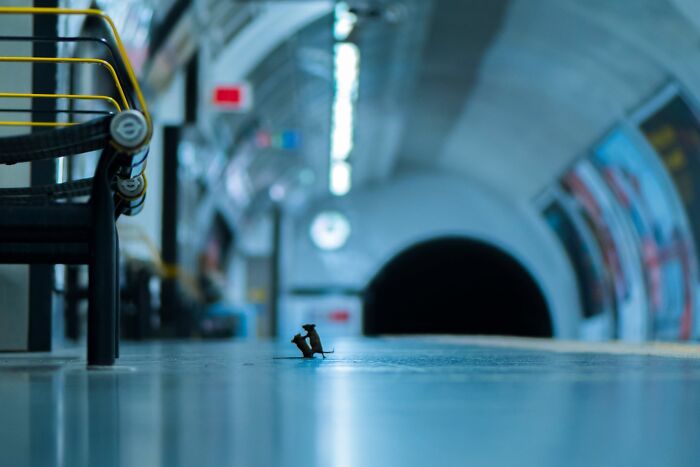 Two tiny mice fighting on a subway platform, one of many ridiculous animal photos.