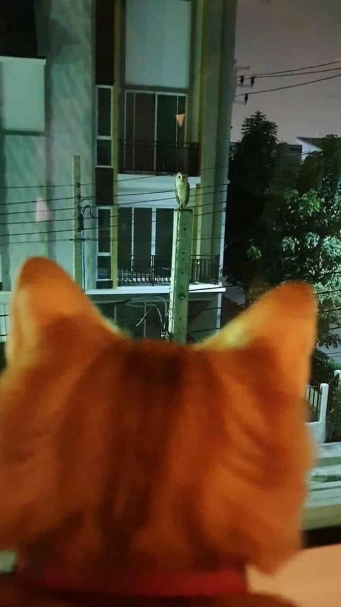 A charming animal photo shows the back of a ginger cat looking out a window at night, observing an adorable owl perched on a pole outside a building. This captures an absurd yet endearing moment between animals.