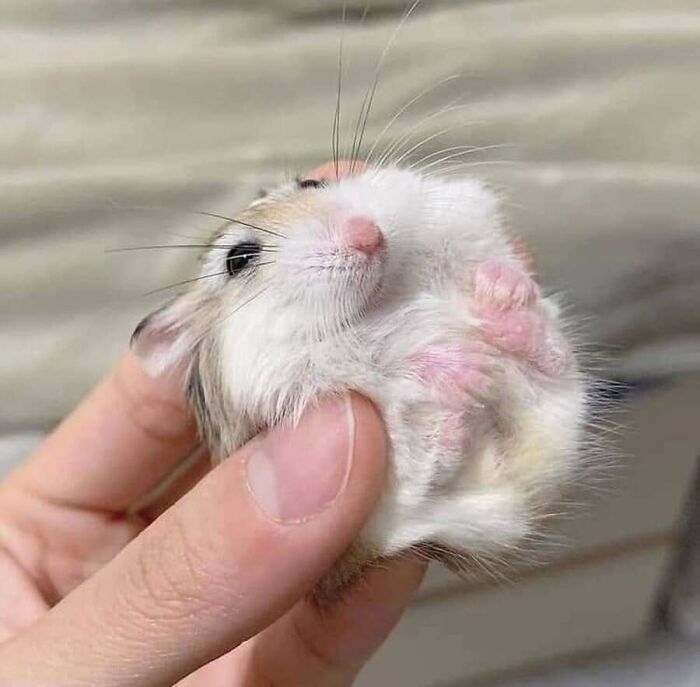 Adorable animal photo of a small hamster being held gently, showing its tiny pink paws.