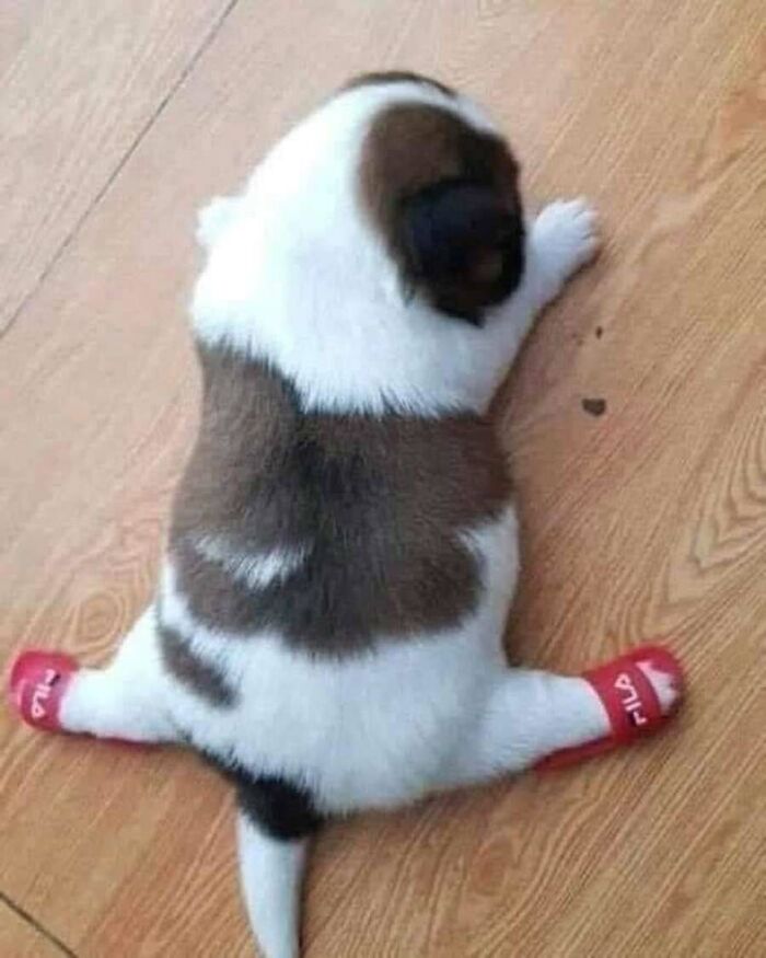 Absurd animal photo of a tiny puppy splayed out on the floor wearing red slippers.