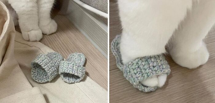 Adorable animal photo showing a cat wearing tiny, hand-knitted slippers, equal parts adorable and absurd.