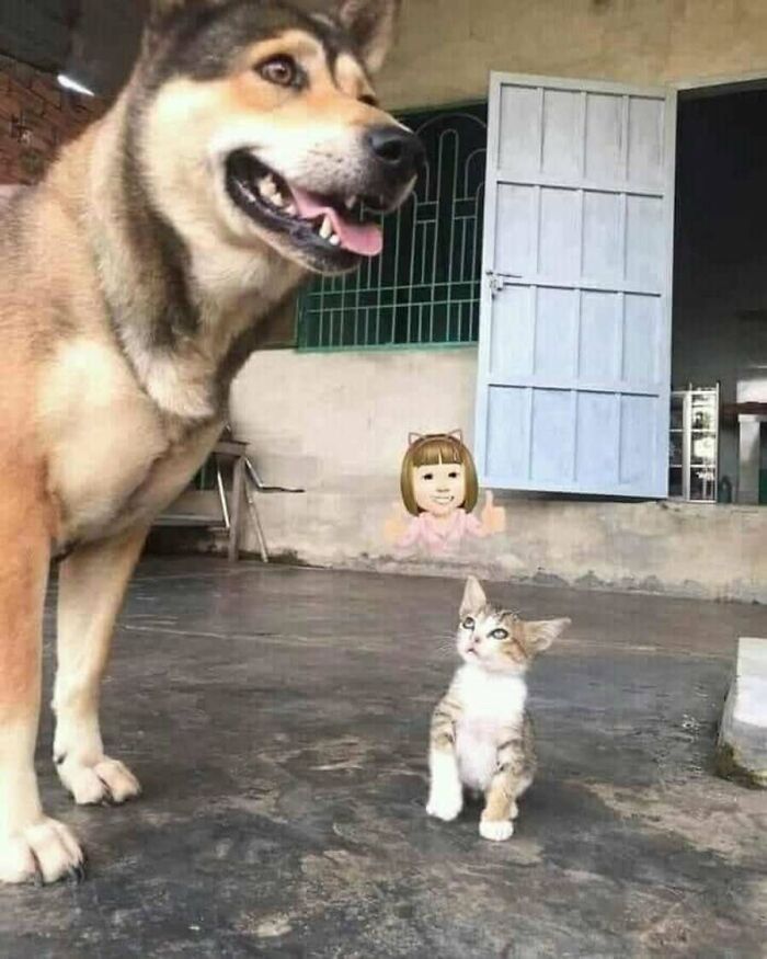 Absurd animal photo featuring a large dog and tiny kitten, with a cartoon face in the background.