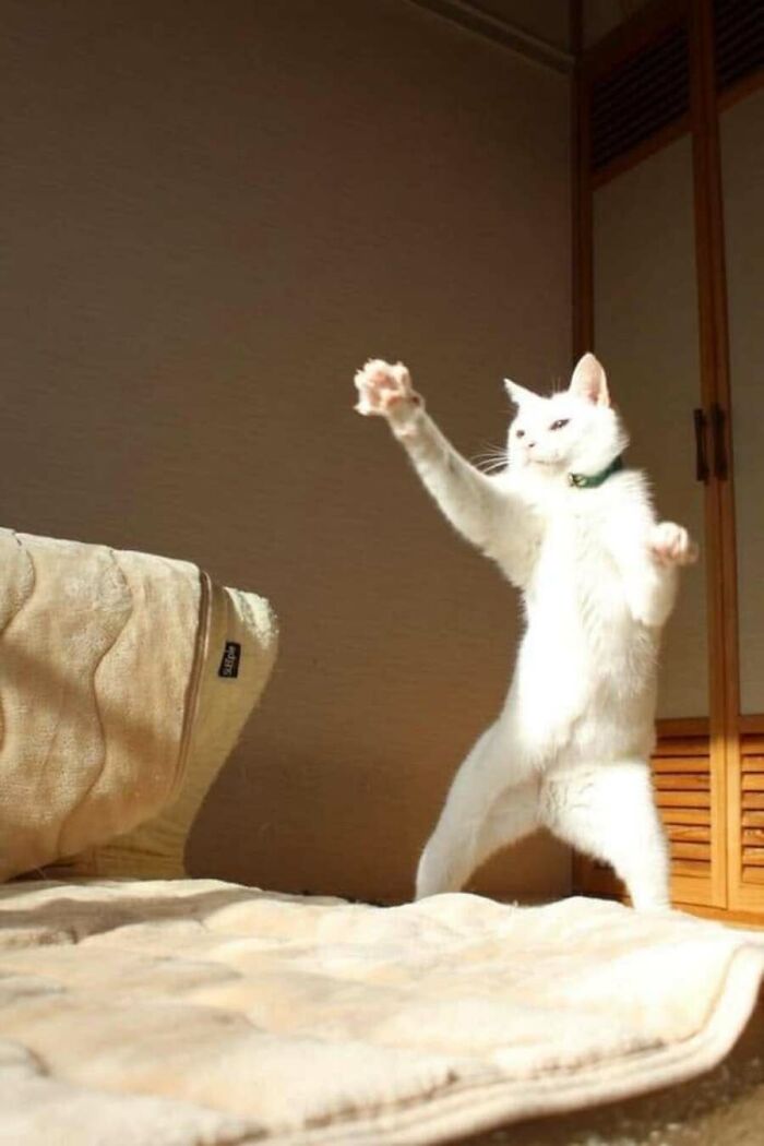 An adorable and absurd white cat standing on its hind legs, mimicking a boxer, a funny animal photo.