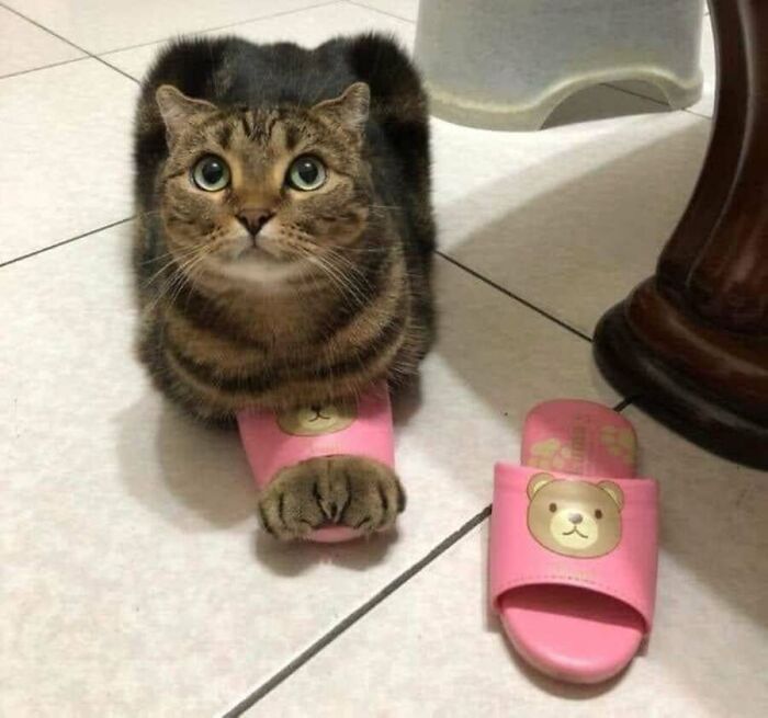 Adorable and absurd cat with big eyes wearing a pink bear slipper, a funny animal photo.
